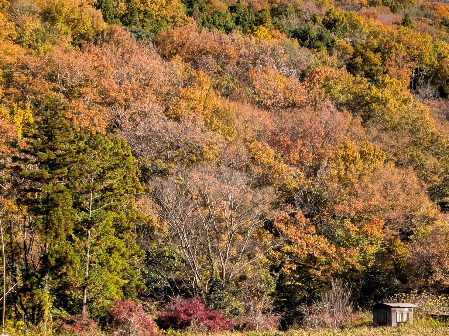 CURRY＆NOBLE 強い女 (小川町)